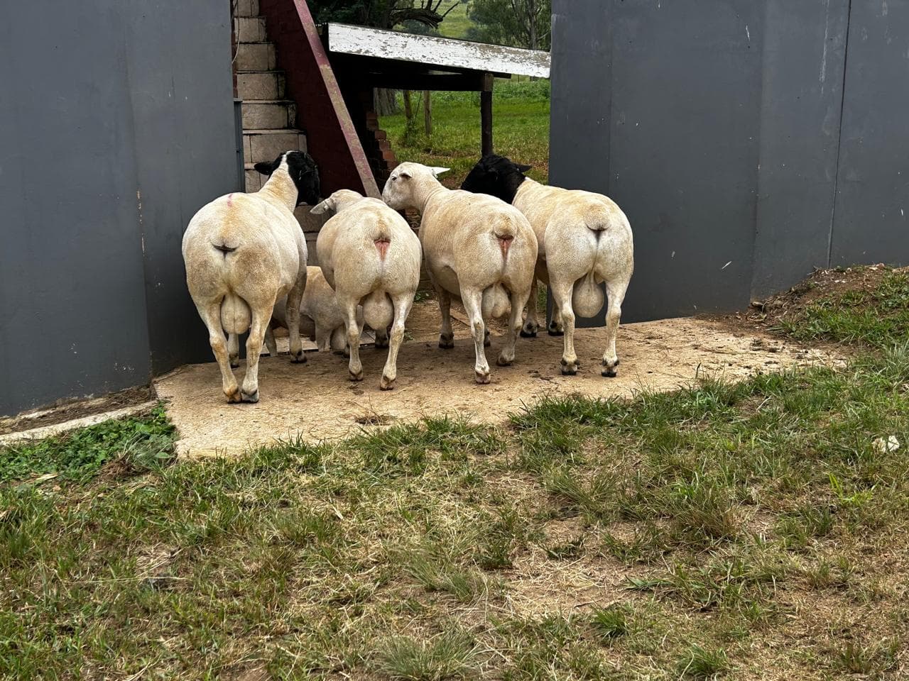 Two Dorper breeding rams in golden light