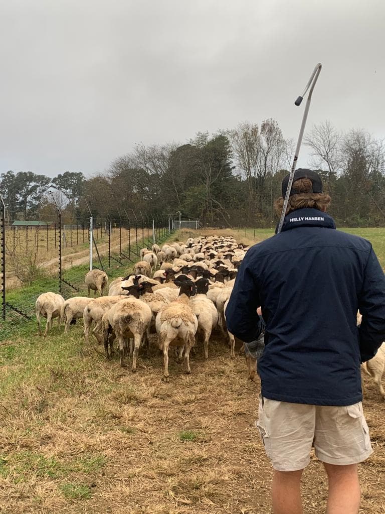 Farmer herding a Dorper flock from behind