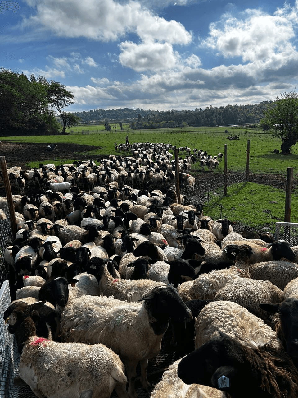 SJF Dorpers flock coming through a gate in the KwaZulu-Natal Midlands