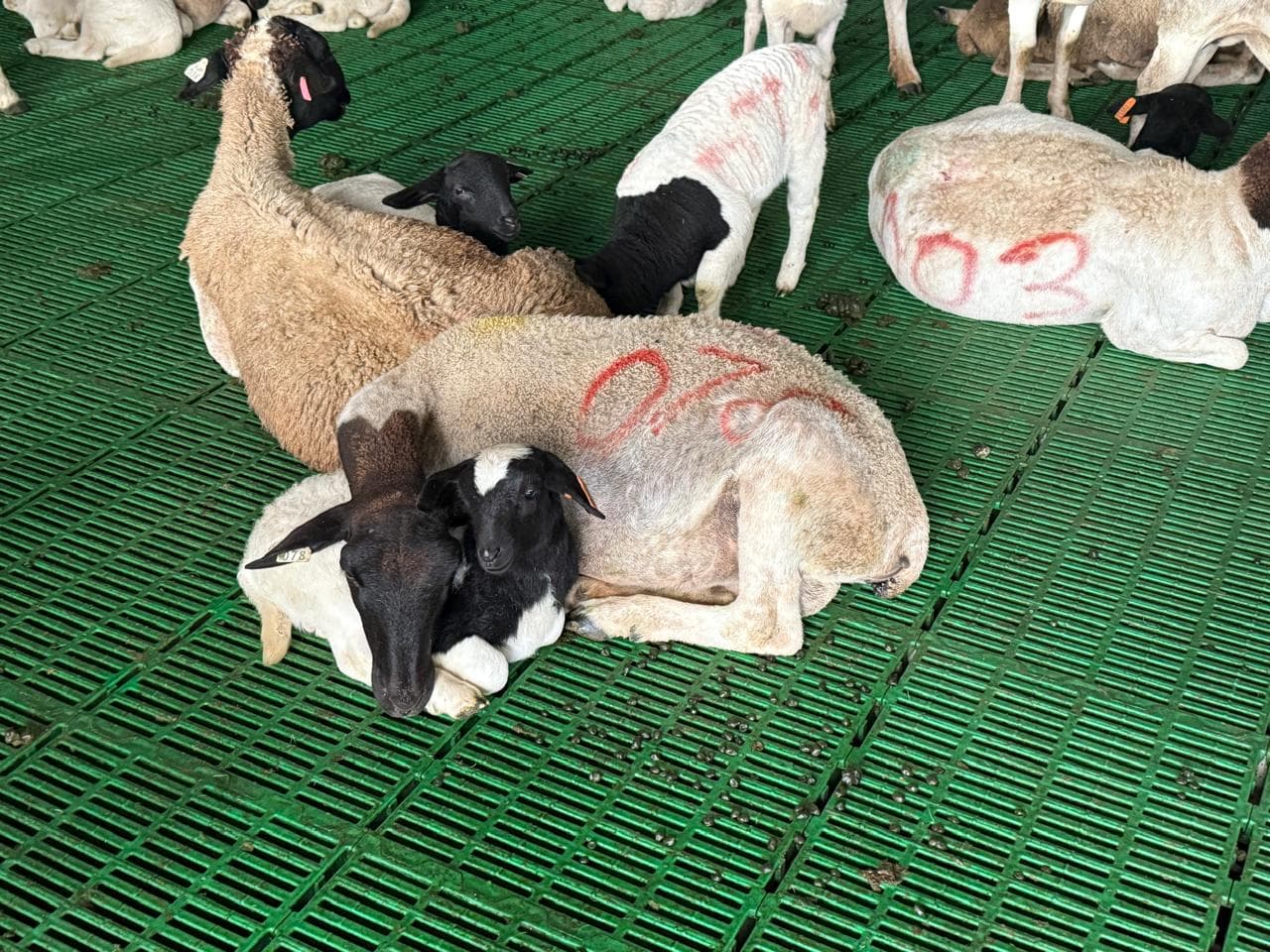 Ewe and lambs resting in the SJF Dorpers shed