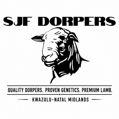 SJF Dorpers