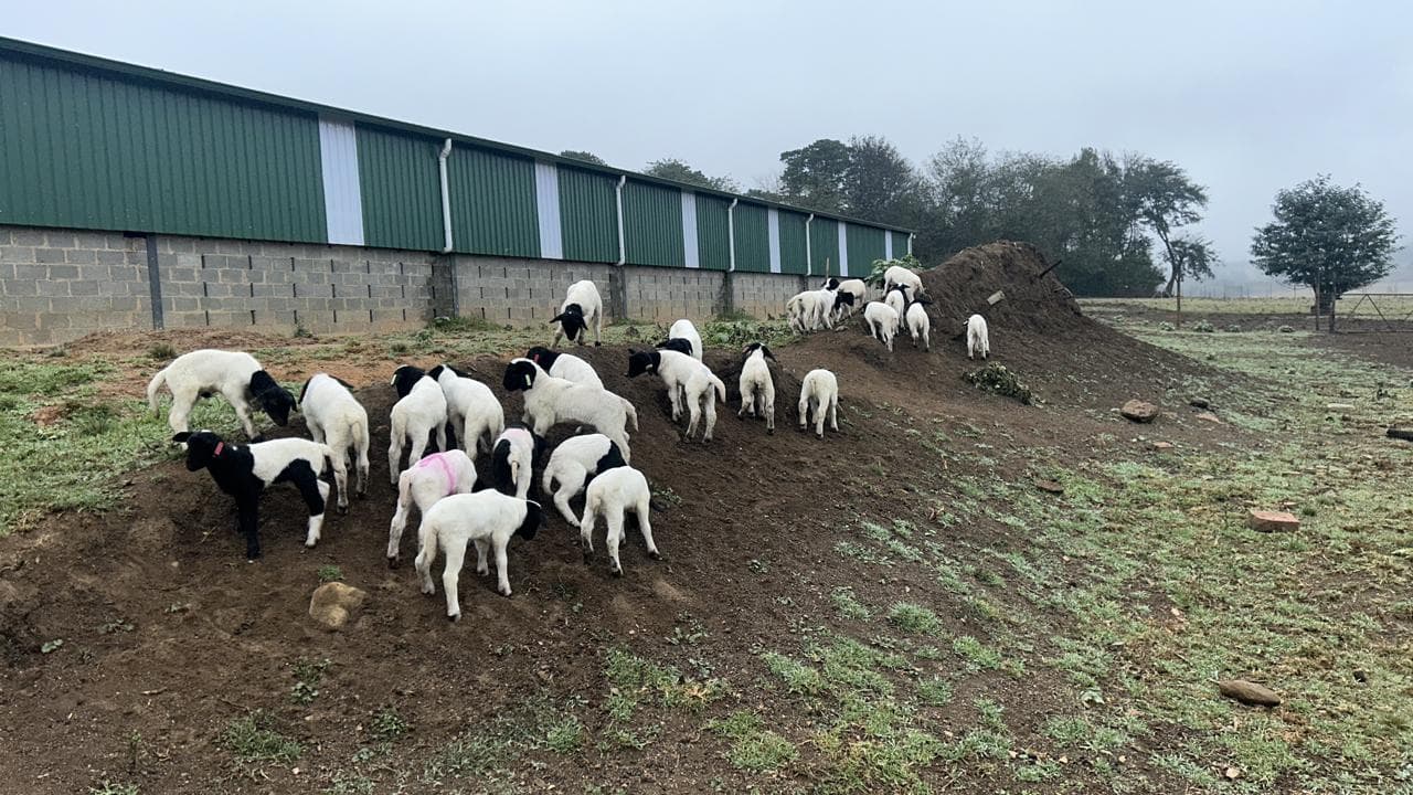 Newborn Dorper lamb resting beside its ewe in straw bedding
